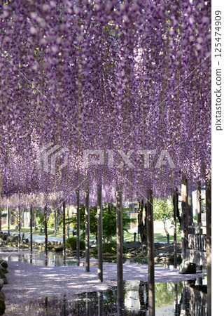 對馬天王川公園的紫藤架上盛開的紫藤（愛知縣對馬市） 125474909