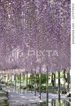 對馬天王川公園的紫藤架上盛開的紫藤（愛知縣對馬市） 125474910