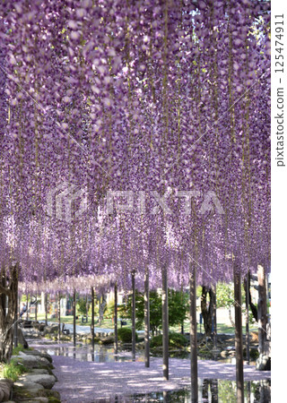 對馬天王川公園的紫藤架上盛開的紫藤(愛知縣對馬市) 對馬天王川公園的紫藤架上盛開的紫藤(愛知縣對馬市) 125474911