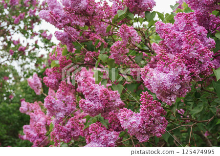Blooming purple lilac flowers close up in garden, background with copy space, spring wallpaper 125474995
