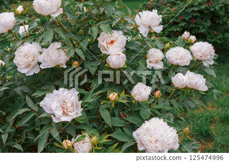 Vibrant fresh white peony flower bush in full bloom in the garden in sunny day, floral background 125474996
