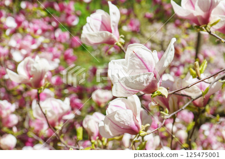 Blooming tree branch with pink Magnolia soulangeana flowers outdoors in garden 125475001