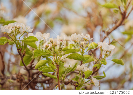 Pear tree with white flowers in April. Springtime. Pear tree with white flowers in April. Springtime. 125475062