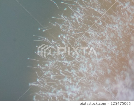 黴菌孢子向外擴散 125475065