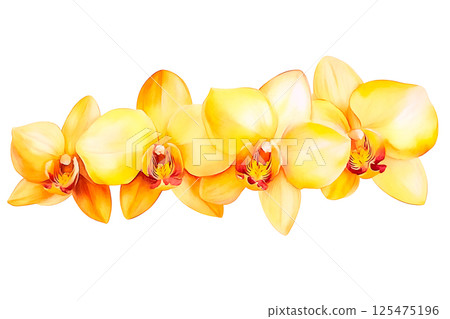 Orchid flower. Delicate watercolor orchid flowers isolated white background. Orchid flower. Delicate watercolor orchid flowers isolated white background. 125475196
