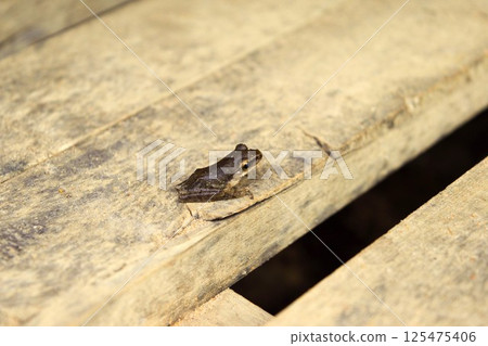 柬埔寨涼亭裡的青蛙 1 125475406