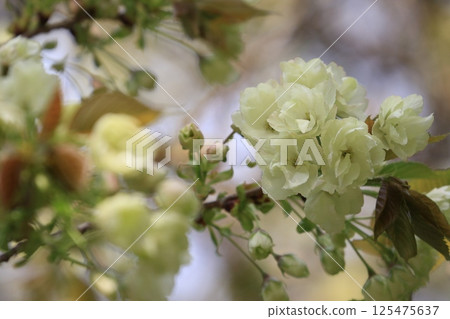 Light green cherry blossoms, turmeric cherry blossoms, turmeric cherry blossoms, cherry blossoms, turmeric in full bloom 125475637