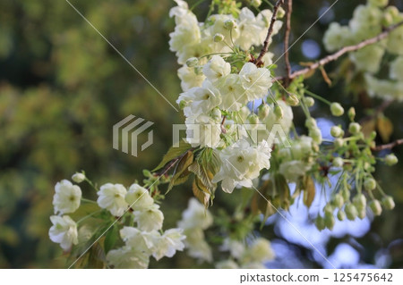 淡綠櫻花、薑黃櫻花、薑黃櫻花、櫻花、盛開的薑黃 125475642