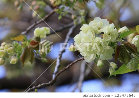 淡綠櫻花、薑黃櫻花、薑黃櫻花、櫻花、盛開的薑黃 125475643