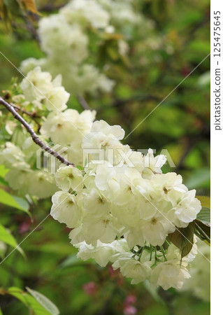 Light green cherry blossoms, turmeric cherry blossoms, turmeric cherry blossoms, cherry blossoms, turmeric in full bloom 125475645