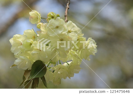 Light green cherry blossoms, turmeric cherry blossoms, turmeric cherry blossoms, cherry blossoms, turmeric in full bloom Light green cherry blossoms, turmeric cherry blossoms, turmeric cherry blossoms, cherry blossoms, turmeric in full bloom 125475646