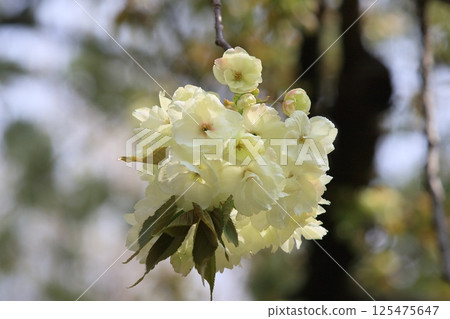 Light green cherry blossoms, turmeric cherry blossoms, turmeric cherry blossoms, cherry blossoms, turmeric in full bloom Light green cherry blossoms, turmeric cherry blossoms, turmeric cherry blossoms, cherry blossoms, turmeric in full bloom 125475647