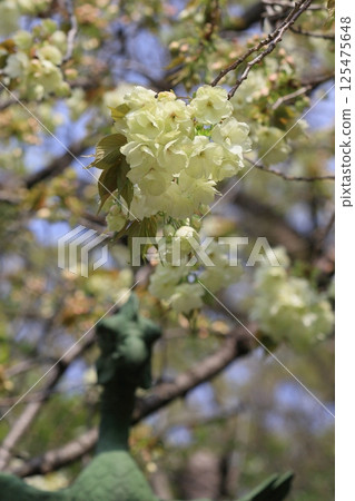 淡綠櫻花、薑黃櫻花、薑黃櫻花、櫻花、盛開的薑黃 125475648