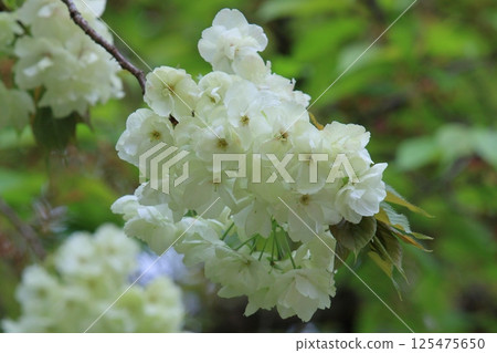 淡綠櫻花、薑黃櫻花、薑黃櫻花、櫻花、盛開的薑黃 125475650