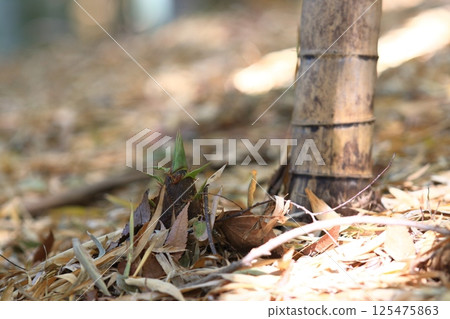 Bamboo shoots emerging from the ground 125475863