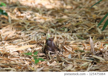Bamboo shoots emerging from the ground Bamboo shoots emerging from the ground 125475864