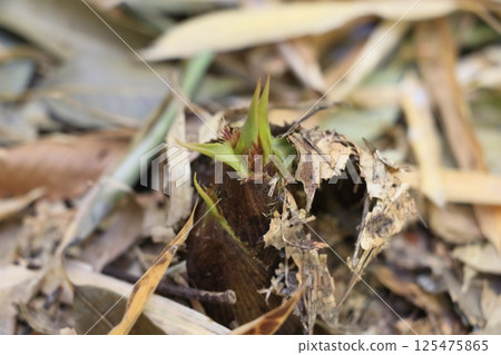 Bamboo shoots emerging from the ground Bamboo shoots emerging from the ground 125475865