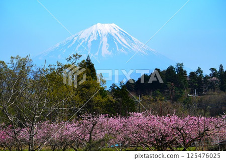 桃花和富士山 125476025