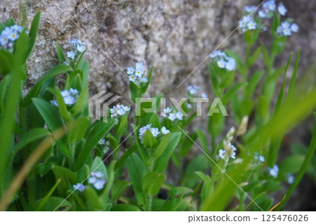A beautiful Noharamurasaki flower nestled against a stone wall 125476026