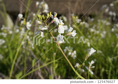 Small white flowers shining in soft light Small white flowers shining in soft light 125476027