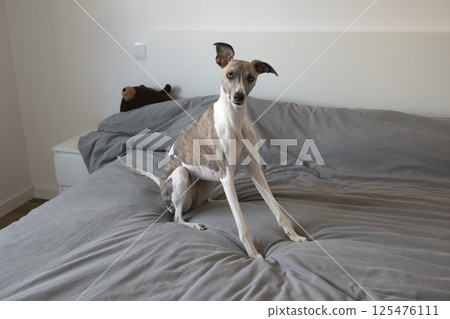Elegant whippet dog sitting on bed covered with gray bedding in minimalist bedroom 125476111
