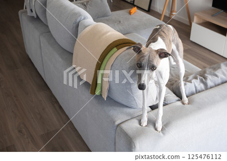 Whippet dog standing on modern sofa in cozy living room Whippet dog standing on modern sofa in cozy living room 125476112