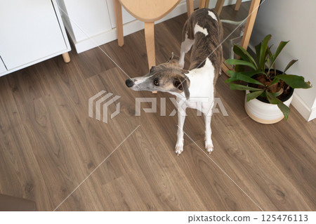 Cute whippet dog waiting in modern living room 125476113
