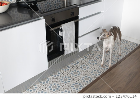 Curious whippet dog standing and waiting for food in white modern kitchen 125476114