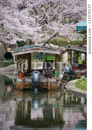Sakura and Jikkokubune in Kyoto 125476537