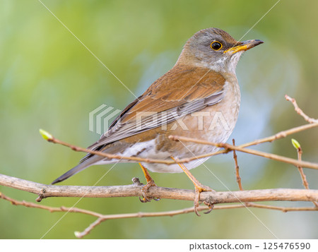 Shirohara perching on a branch Shirohara perching on a branch 125476590
