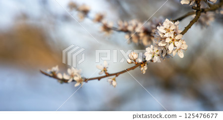 A spring blooming branch of of cherry plum tree with white flowers on a sunny day. 125476677