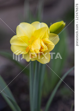 Spring yellow daffodil flower in a flower bed. Concept of gardening, floriculture, growing homemade flowers Spring yellow daffodil flower in a flower bed. Concept of gardening, floriculture, growing homemade flowers 125476678