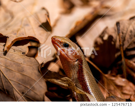 Fallen leaves and Japanese grass lizard Fallen leaves and Japanese grass lizard 125476713