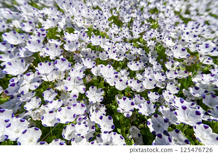 Nemophila·McClata 125476726