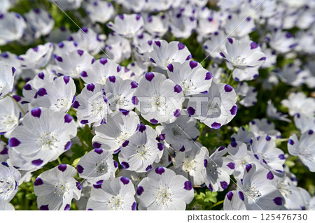 Nemophila · McClata 125476730
