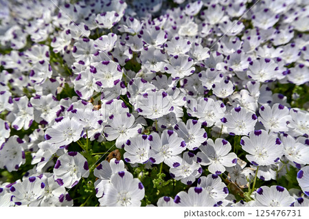 Nemophila · McClata 125476731