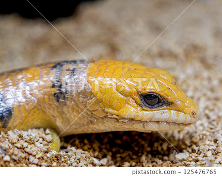 Close up of Peter's banded skink 125476765