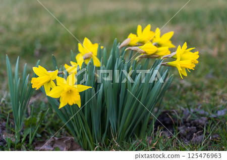 False daffodil growing on a plot in the village 125476963