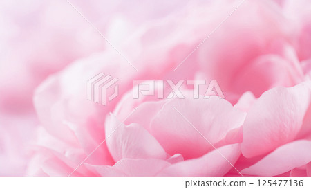 A gentle and fantastic background material with pale pink petals and light spreading 125477136