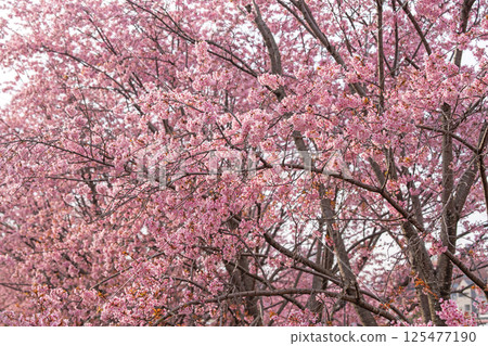 [Spring] Hachisuka Cherry Blossoms at Tokushima Central Park 125477190
