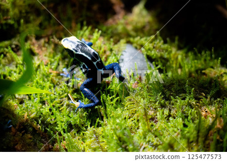 Poison dart frog on moss Poison dart frog on moss 125477573