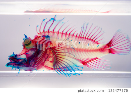 石魚的骨骼 125477576