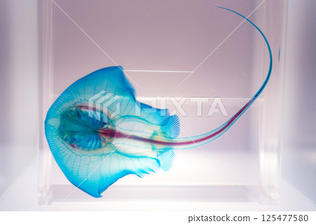 藍光標本 藍光標本 125477580