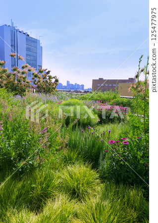High Line Park Manhattan New York US High Line Park Manhattan New York US 125477975