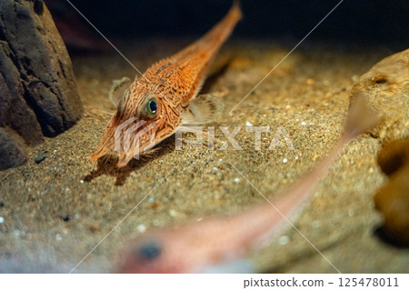 Deep-sea fish swimming on the sandy bottom 125478011