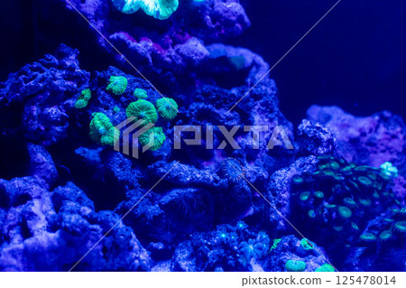 水族箱裡的珊瑚礁景觀 125478014