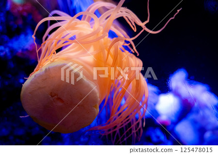 Sea anemone floating in the water Sea anemone floating in the water 125478015