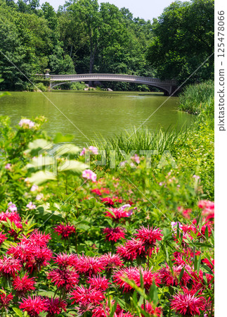 Central Park The Lake Bow Bridge New York 125478066