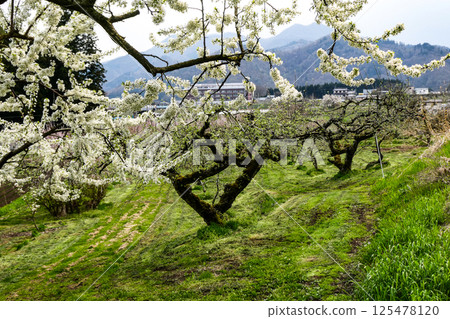Spring in the North: White plum blossoms and apple tree buds Spring in the North: White plum blossoms and apple tree buds 125478120