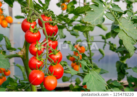 Red ripe cherry tomatoes growing in greenhouse Red ripe cherry tomatoes growing in greenhouse 125478220